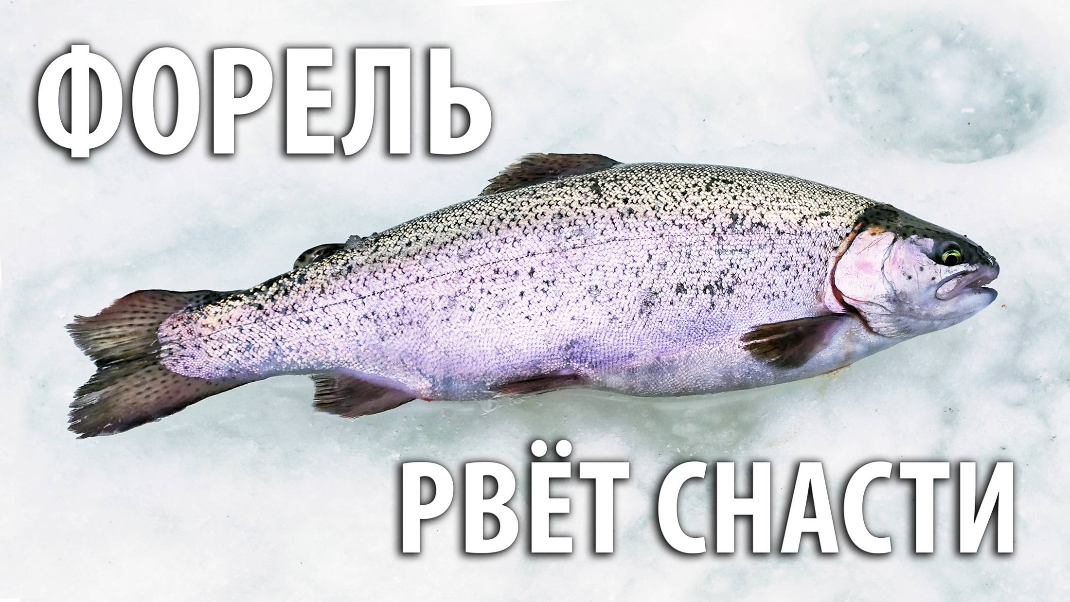 Форель рвет снасти! Ловля на поставушки. Зимняя рыбалка на платнике со льда.