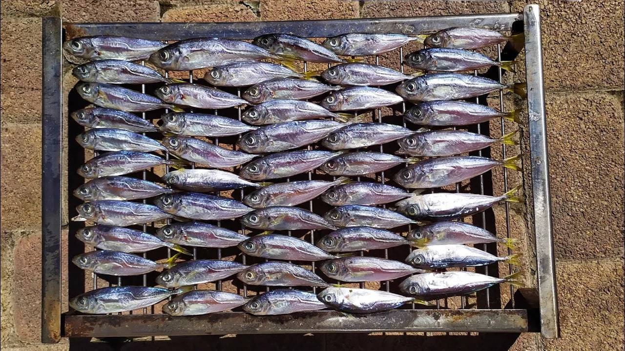 Рыбалка на Черном море. Ловля ставриды у берегов Сочи, Лазаревское.