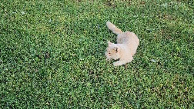 Готовлю колбаски. Гуляю с птицей, Дружком и Тосиком.