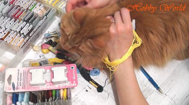 Из рукодельной жизнь кота