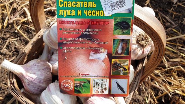 Баковая смесь для защиты чеснока от болезней и вредителей осенью при посадке. Спасатель чеснока.