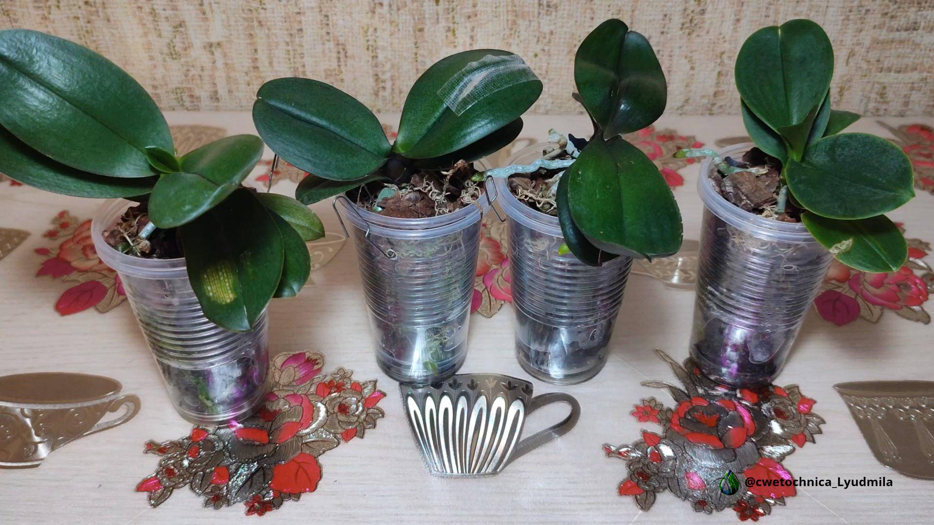 Малыши фаленопсисов спустя месяц после посадки