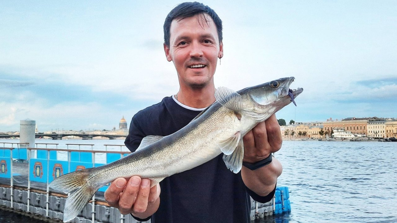 Эмоции зашкаливают! Поймал судака на Неве. Рыбалка в Санкт-Петербурге. Спиннинг с отводным поводком.