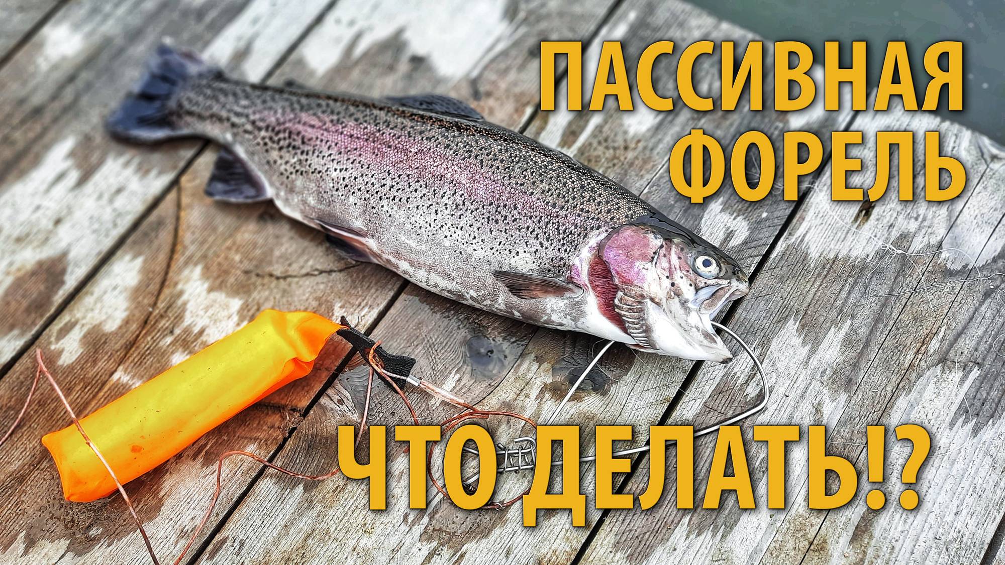 Пассивная форель. Что делать!? Подбираем ключик. Проводка на пассивную форель.