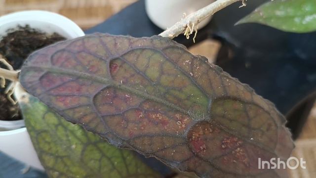 хойи Клеменсиорумы в моей коллекции