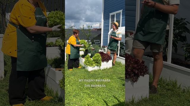 КАК ПОЛУЧИТЬ НОВЫЙ УРОЖАЙ С ОДНОГО И ТОГО ЖЕ РАСТЕНИЯ САЛАТА