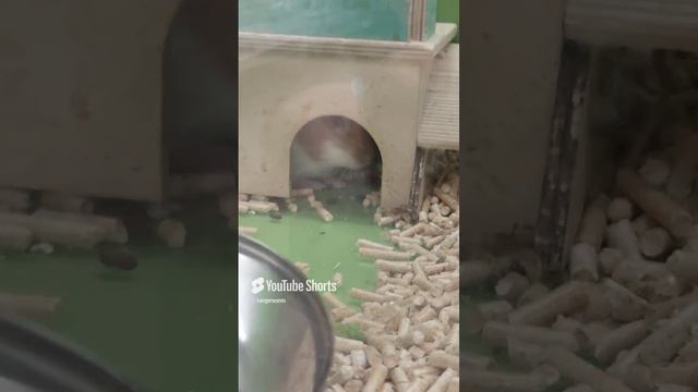 Морская свинка не даёт автограф #yappy