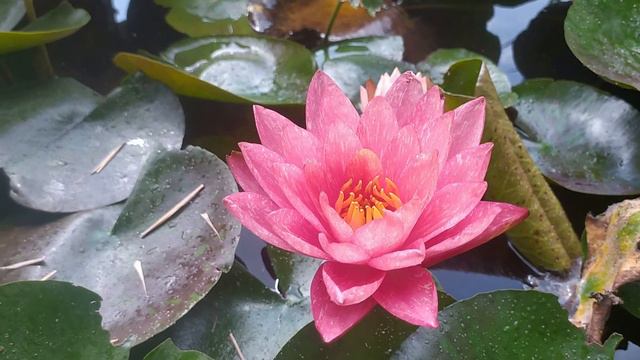 3 Никитский ботанический сад