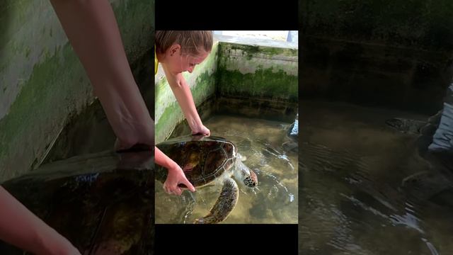 Черепашья ферма на Шри-Ланке