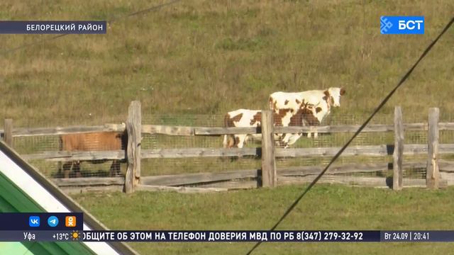 В Башкирии медведи терроризируют жителей села