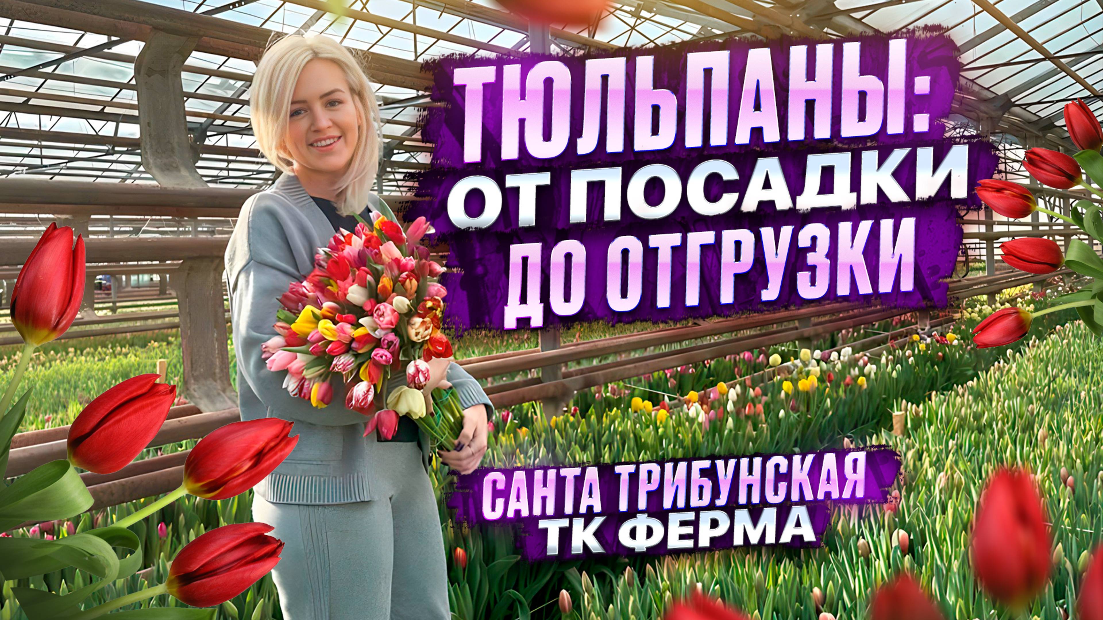 ВЫРАЩИВАЕМ ТЮЛЬПАНЫ: от посадки до отгрузки