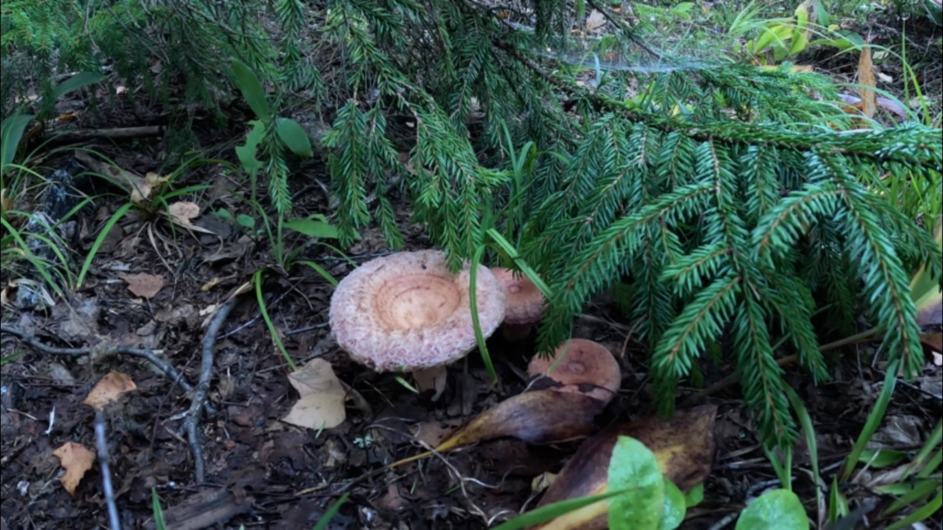 Волнушки розовые. Лесные грибы для засолки на зиму