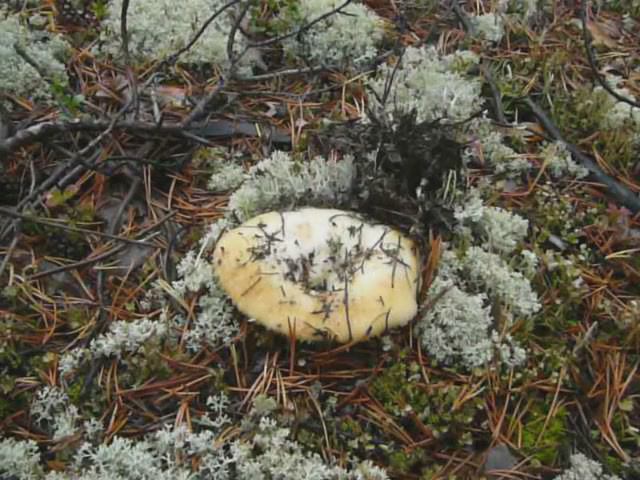 Грибная тайга. Грибы и не только