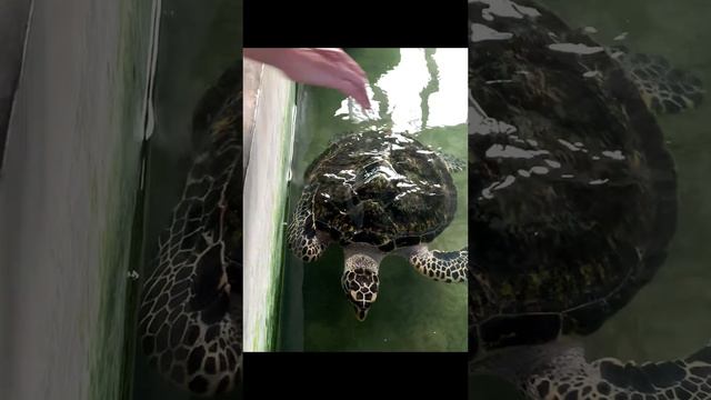 Черепашья ферма