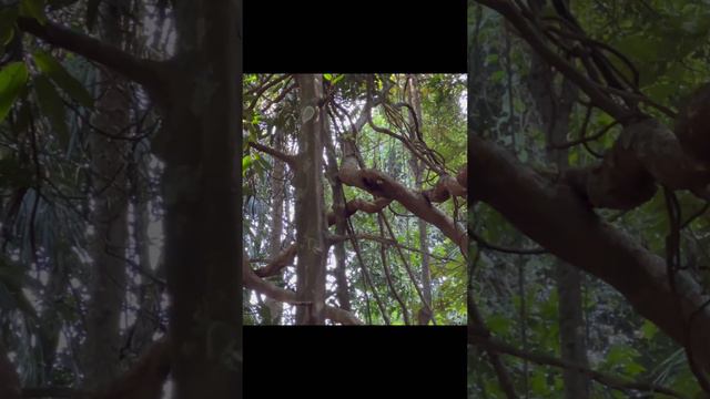 Обезьяны на Гоа