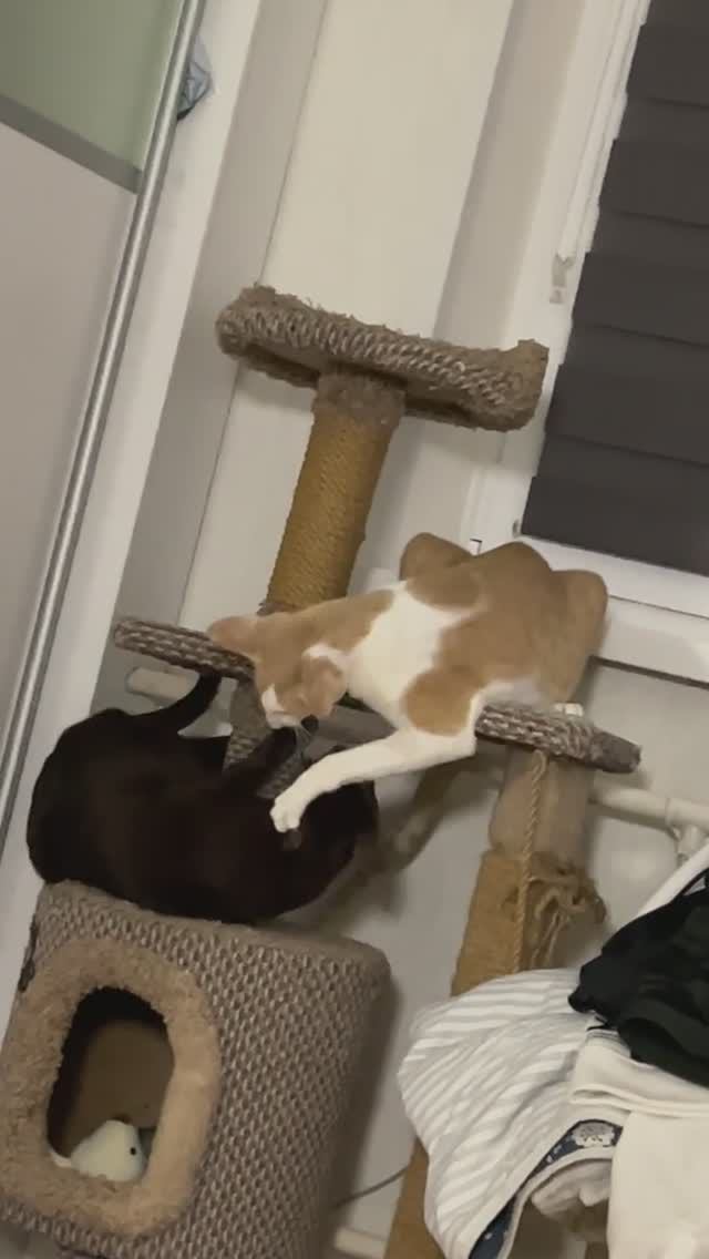 Вечерняя битва Гриша и Миша #cat #funny #oriental #кот #ориентал #ориенталы