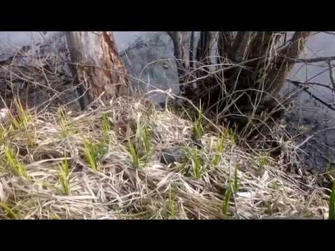 Разговор с ужиком. Весна, тепло, людей нет.