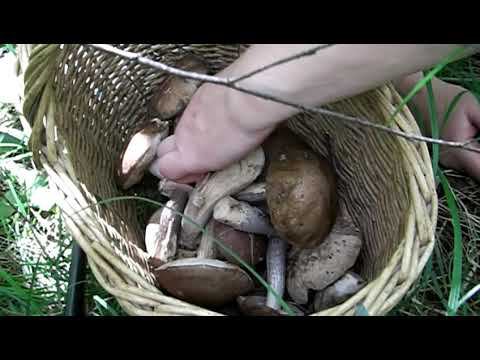 Непецино. Грибы.Когда корзинки оказалось мало.