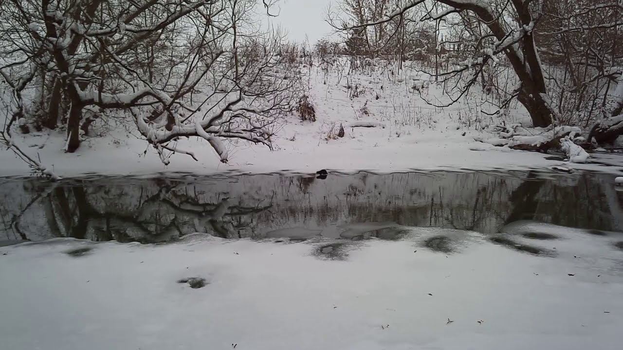 Норка-ныряльщица-моржиха! Зима ведь!