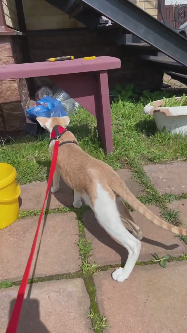 Первый в этом году выход на травку. Миша и Гриша #cat #oriental #animals #кот #kitten #ориентаl