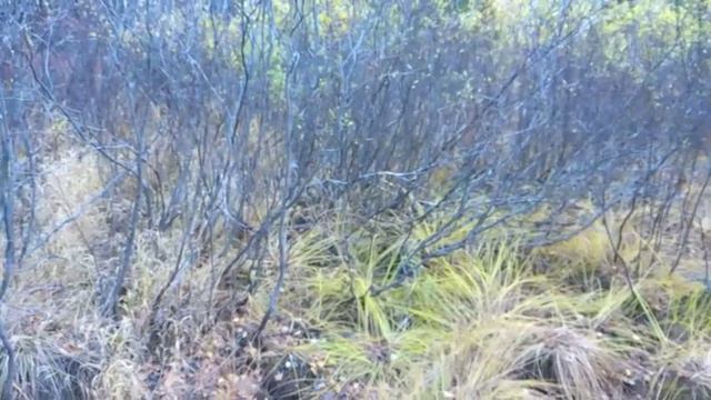 Ориентирование в лесу. Береза на кочкарнике