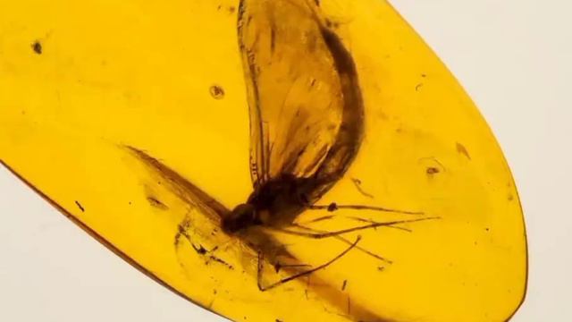 Инклюзы - насекомые в янтаре!