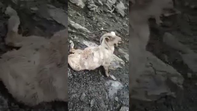 Медведи нападают на стада