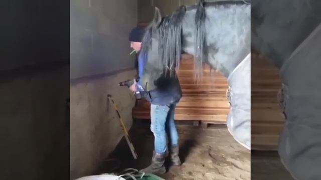 Конь-прораб