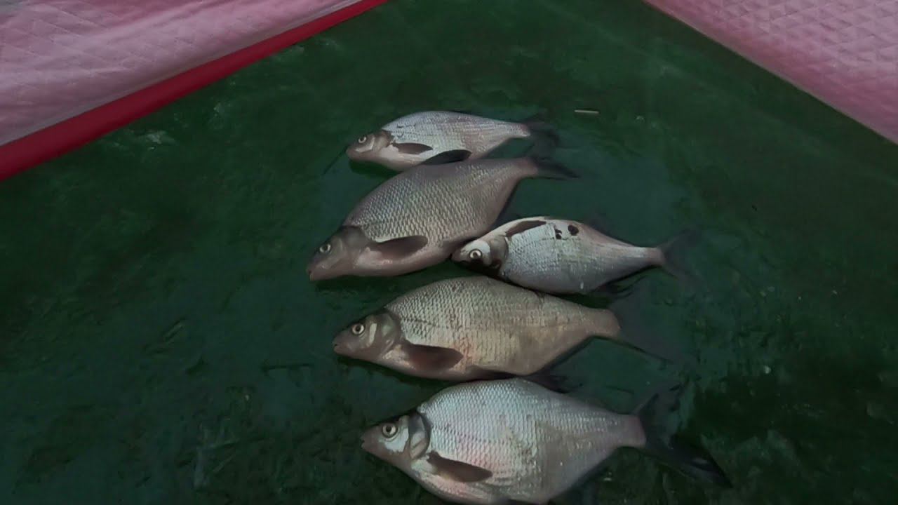 Угольный залив. Курминский залив. Первый лёд.  26 ноября 2021 года.