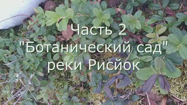 2 "Ботанический сад" реки Рисйок. Хибины.
