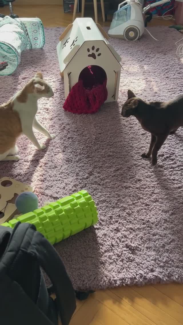 Ну давай поиграем. Гриша и Миша