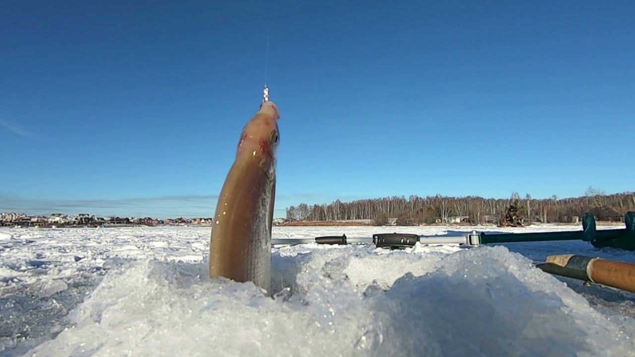 Рыбака на леща. Иркутское ВДХР. Заливы Топка и Волчий