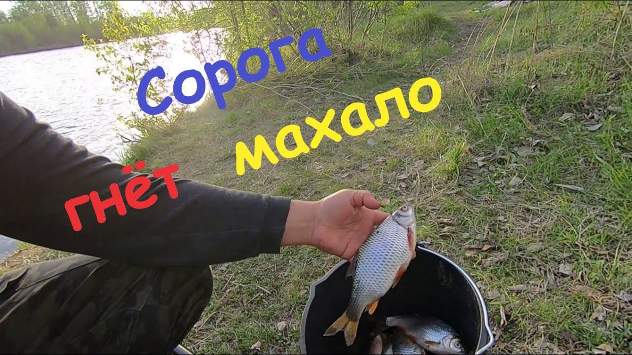 Сорога гнёт махало. Рыбалка на Иркуте. Открытие сезона жидкой воды.