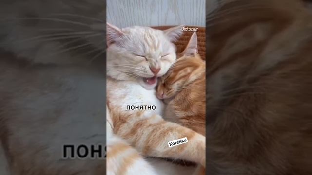 Семейная жизнь! Наши питомцы.