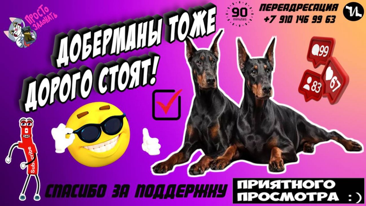 ДОБЕРМАНЫ ТОЖЕ ДОРОГО СТОЯТ