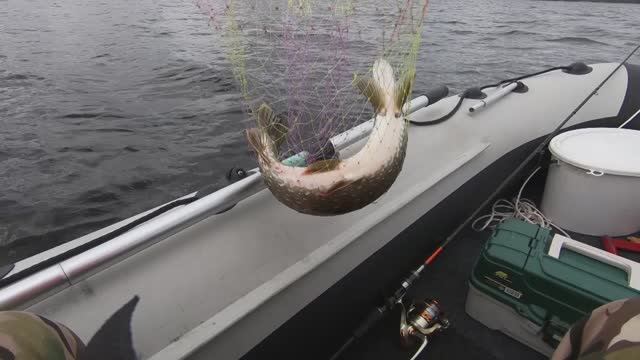 Савозеро 2023 г./ Недельный отдых на озере с рыбалкой / Часть 4я.