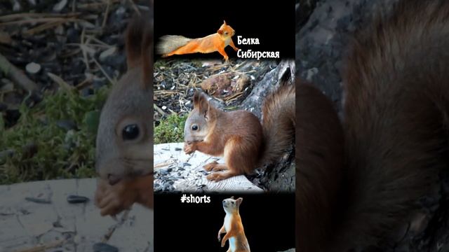 Бельчонок и летающие комары