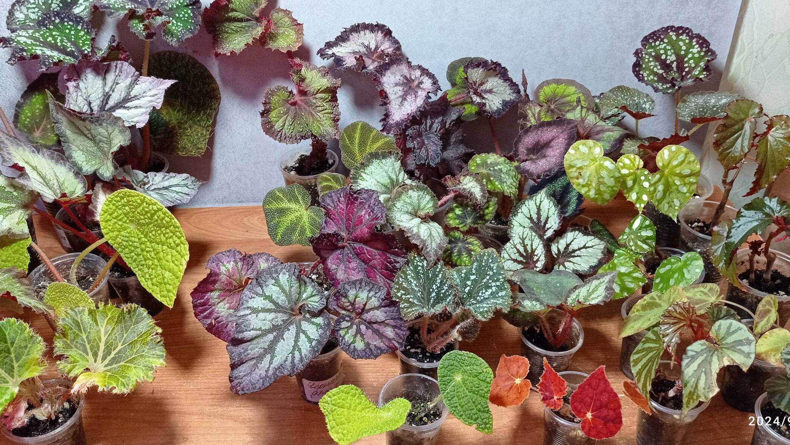 Распродажа бегоний 30.09.24. Альбомы в ВК и Одноклассниках.