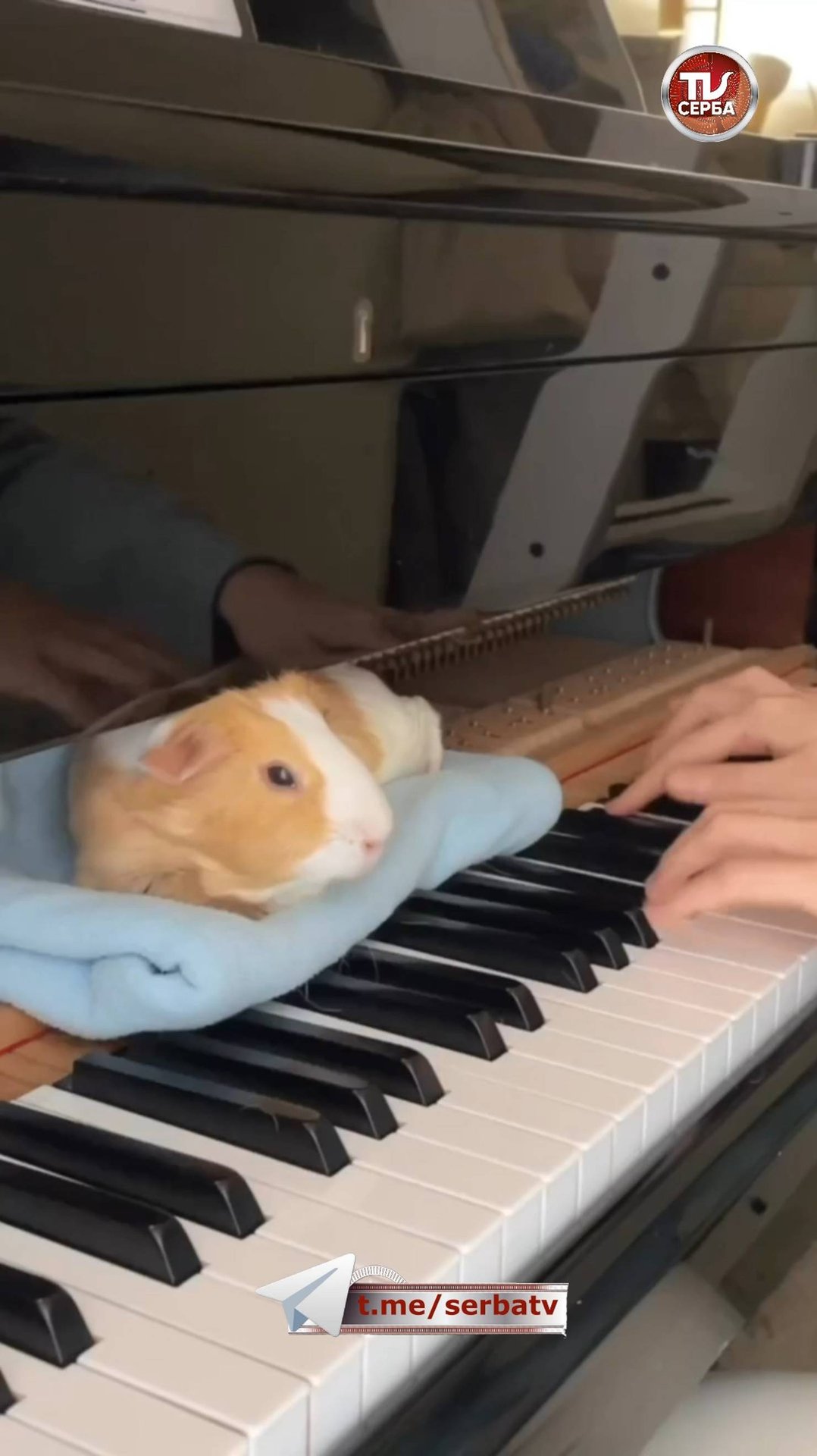 🎹 Влияние классической музыки на морских свинок 🥰