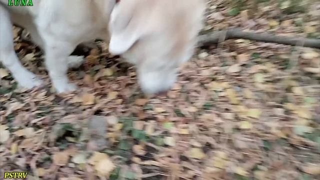 Луна -краспвица