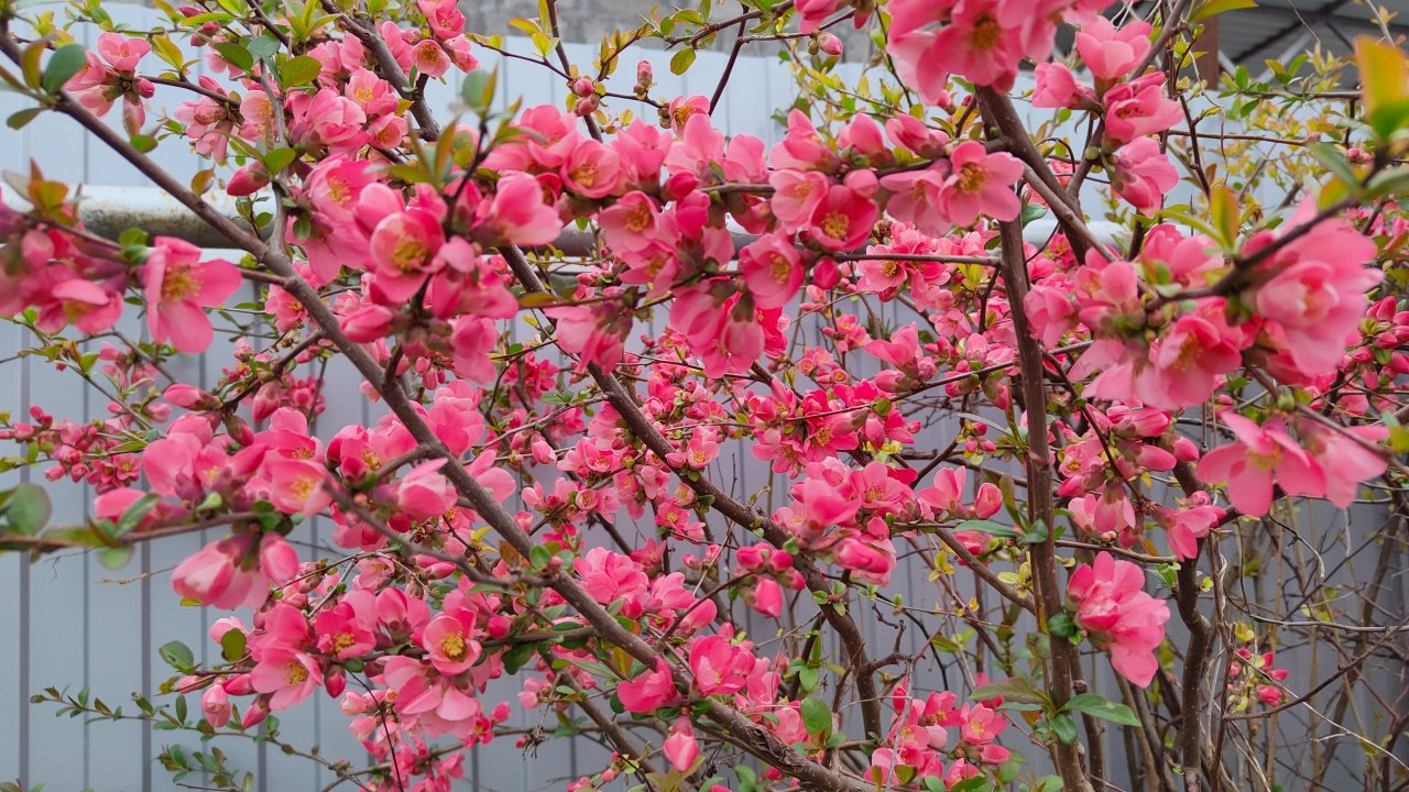 Весеннецветущие кустарники: форзиция, хеномелес и магония 13.04.2024 г.Пятигорск, зона 6б.#южныйсад