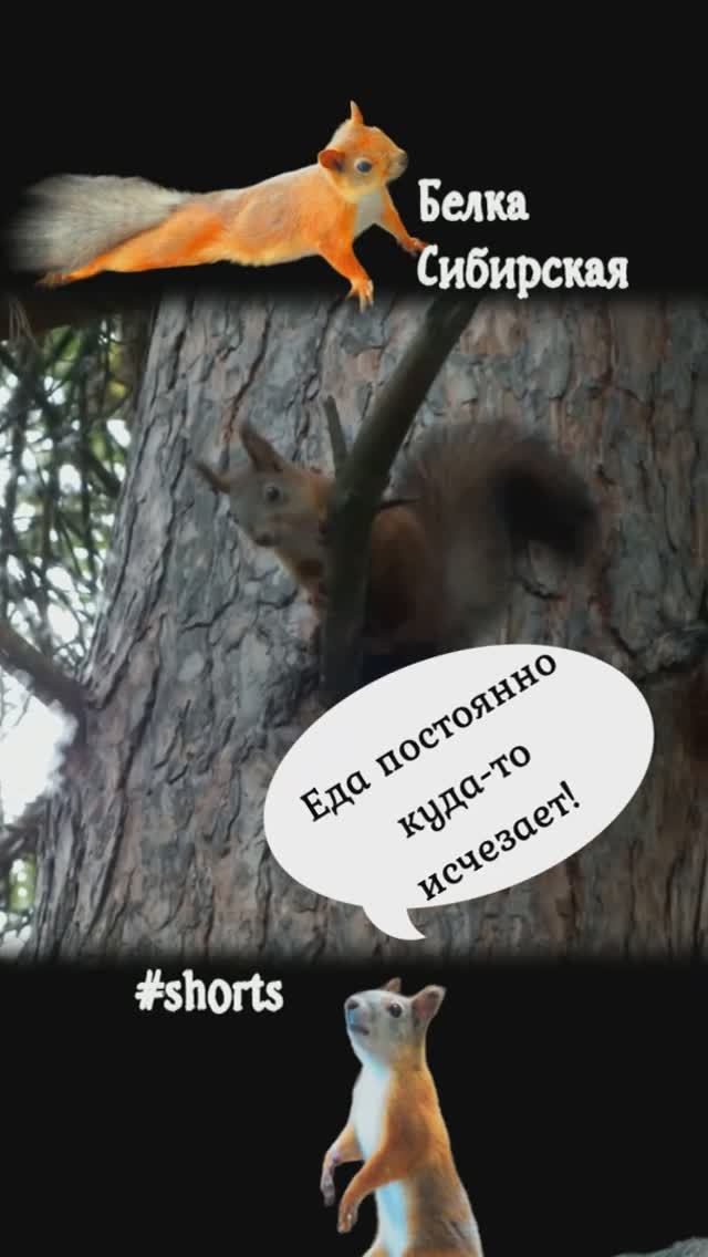 Бельчат Алфи и Гризли объедают вяхири