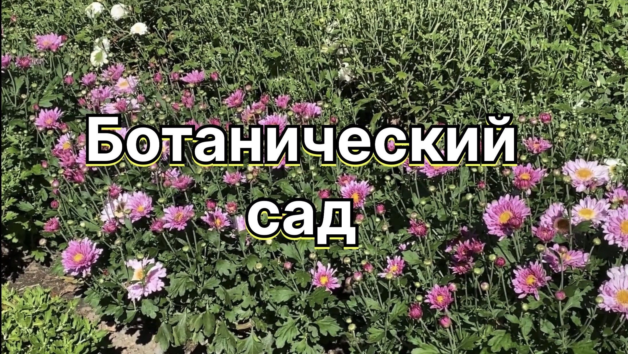 Ботанический сад. Осень пора хризантем и астр. 22 сентября 2024 г.
