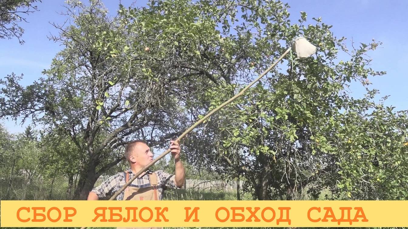 2024 Сентябрь. Завершение сбора яблок и общий обзор яблонь.