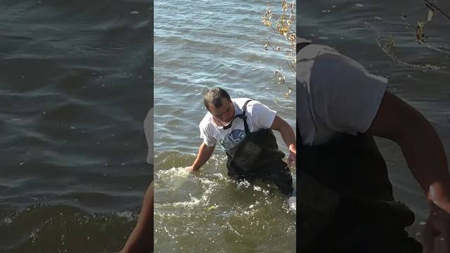 Забил мешки карпом, золотое закрытие на Белом лисе