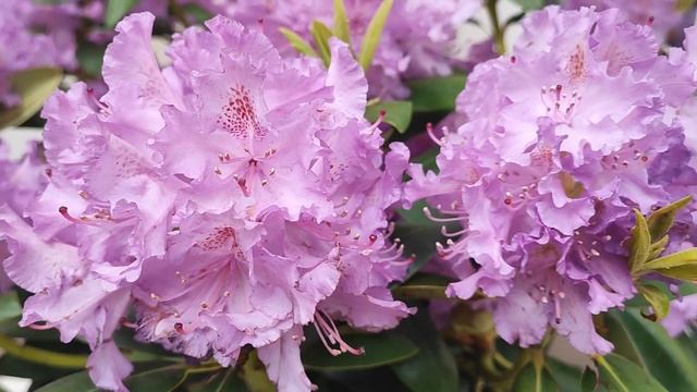 Спасибо моим родным за чудесные поздравления! И Студии ArtVelk за этот фильм. Люблю! ❤️