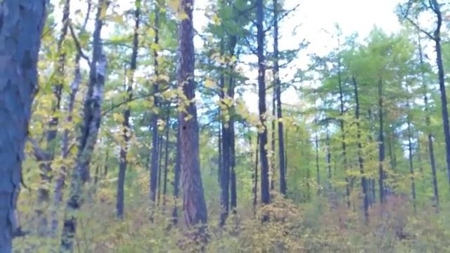 Ориентирование в багульниковой тайге, часть 2 (мох)