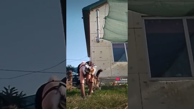 Квадробер Аделька 🦊