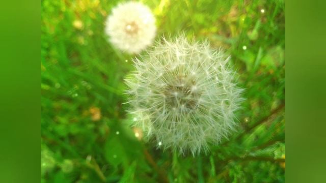 К тебе приковано внимание, мой одуванчик милый! ❤️☀️