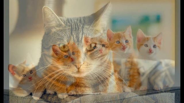 Cat breeds породы кошек